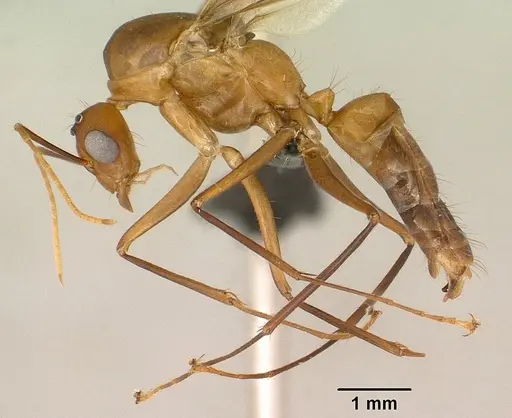 Camponotus maculatus - CASENT0144621