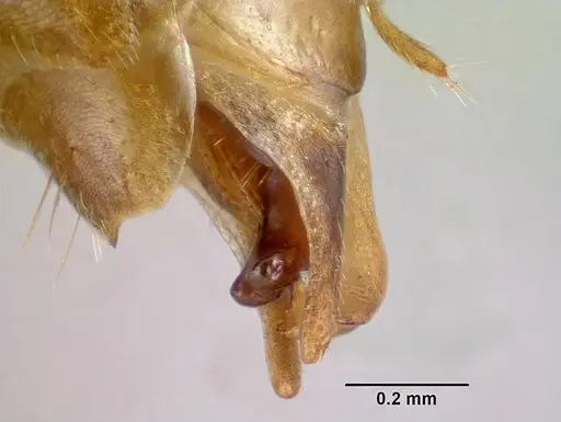 Camponotus maculatus - CASENT0144621