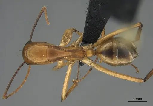 Camponotus maculatus - CASENT0145887