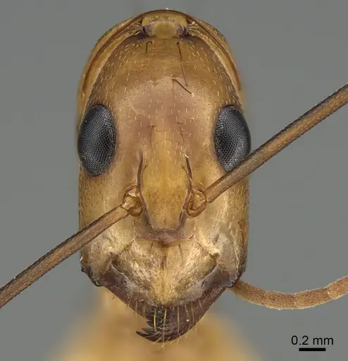 Camponotus maculatus - CASENT0145887