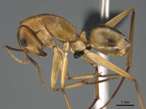 Camponotus maculatus - CASENT0145887