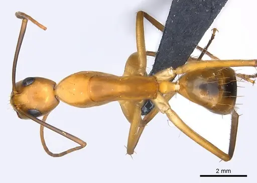 Camponotus maculatus - CASENT0146440