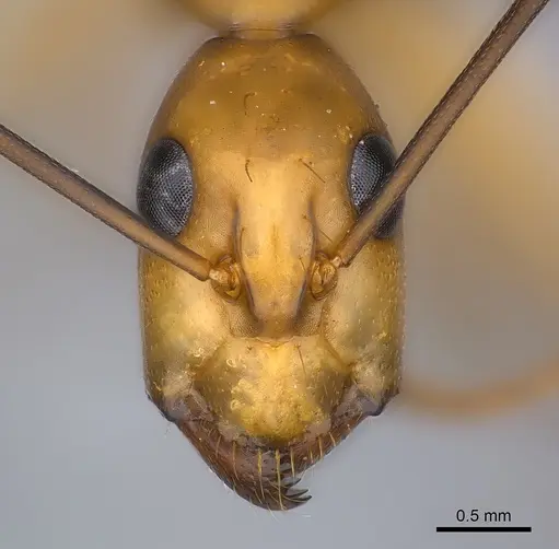 Camponotus maculatus - CASENT0146440