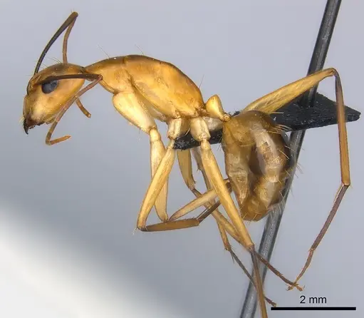 Camponotus maculatus - CASENT0146440