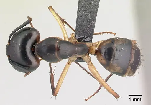 Camponotus maculatus - CASENT0146442
