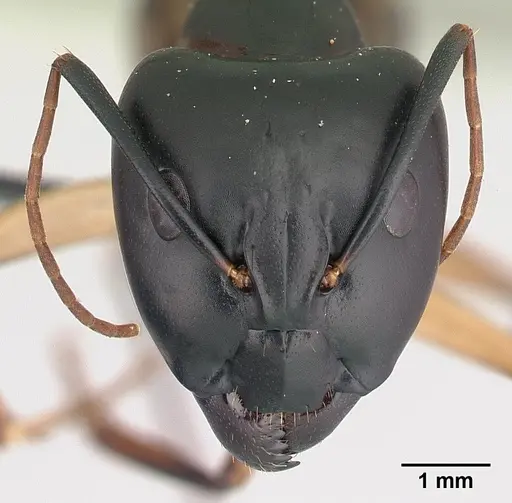 Camponotus maculatus - CASENT0146442