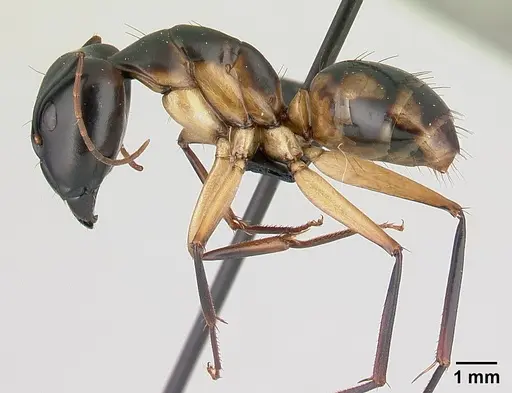 Camponotus maculatus - CASENT0146442