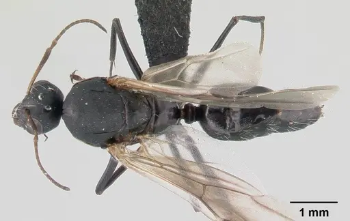 Camponotus maculatus - CASENT0146792