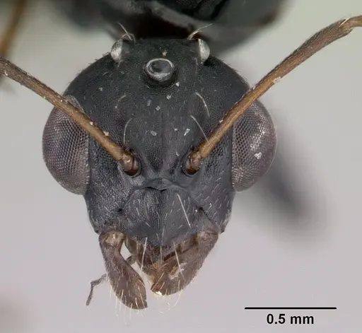 Camponotus maculatus - CASENT0146792