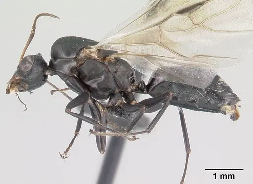 Camponotus maculatus - CASENT0146792