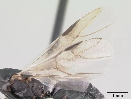 Camponotus maculatus - CASENT0146792