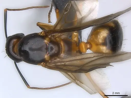 Camponotus maculatus - CASENT0146795