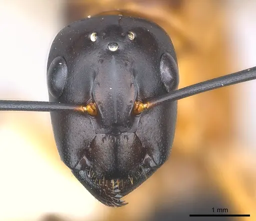 Camponotus maculatus - CASENT0146795