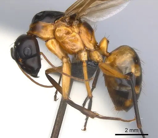 Camponotus maculatus - CASENT0146795