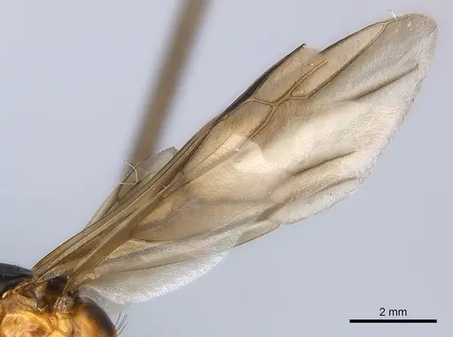 Camponotus maculatus - CASENT0146795