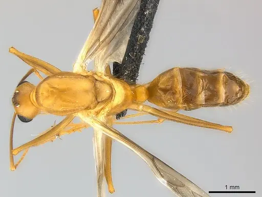 Camponotus maculatus - CASENT0146871