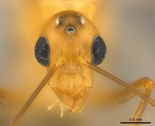 Camponotus maculatus - CASENT0146871