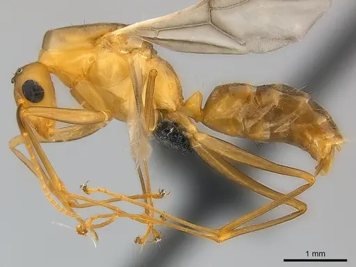 Camponotus maculatus - CASENT0146871