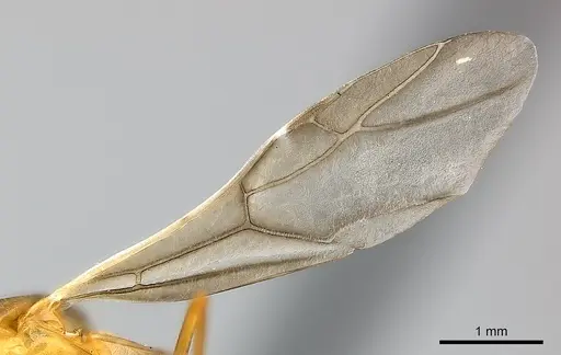 Camponotus maculatus - CASENT0146871