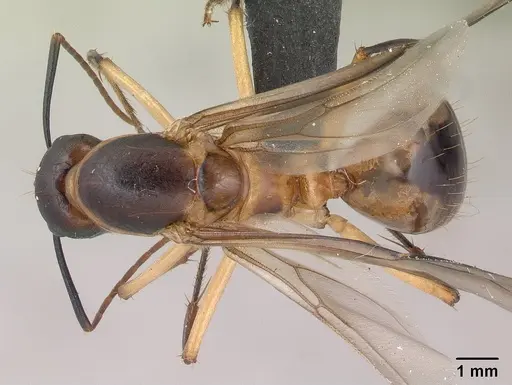 Camponotus maculatus - CASENT0147206
