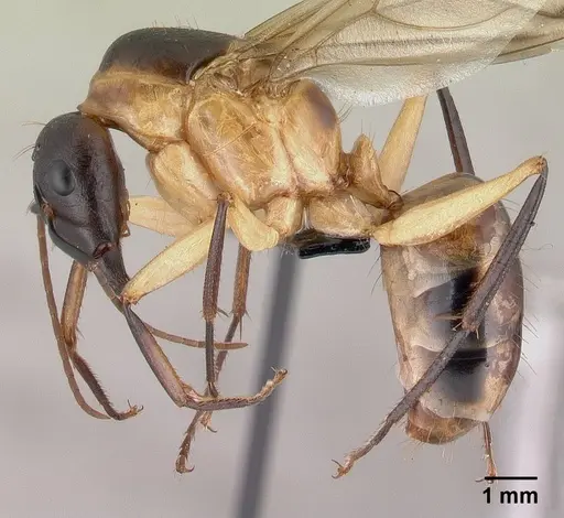Camponotus maculatus - CASENT0147206