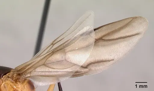 Camponotus maculatus - CASENT0147206