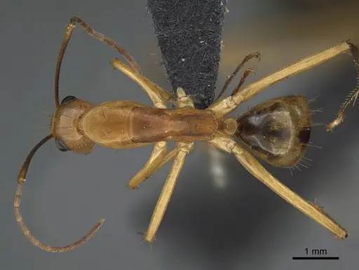 Camponotus maculatus - CASENT0160173