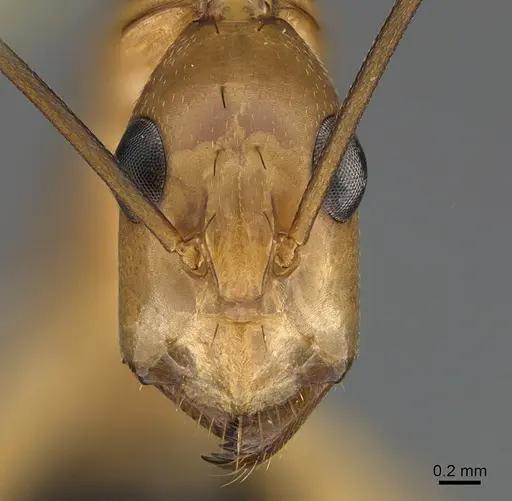 Camponotus maculatus - CASENT0160173