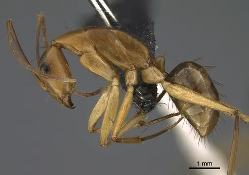 Camponotus maculatus - CASENT0160173