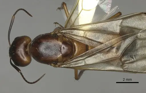 Camponotus maculatus - CASENT0170560