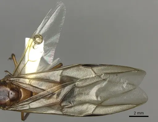 Camponotus maculatus - CASENT0170560