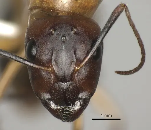 Camponotus maculatus - CASENT0170560