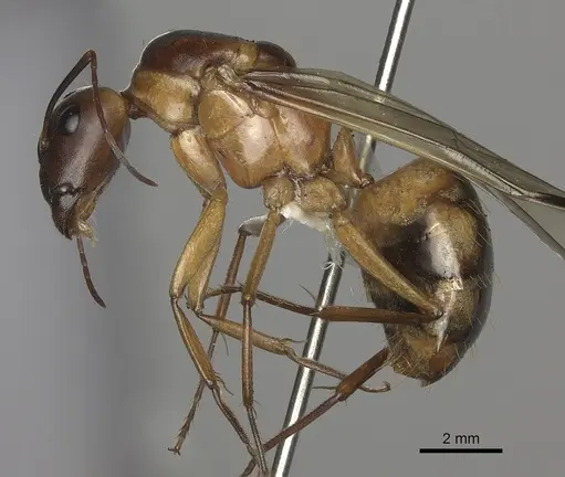 Camponotus maculatus - CASENT0170560