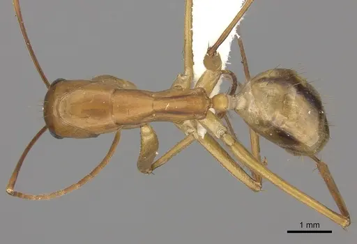 Camponotus maculatus - CASENT0170561