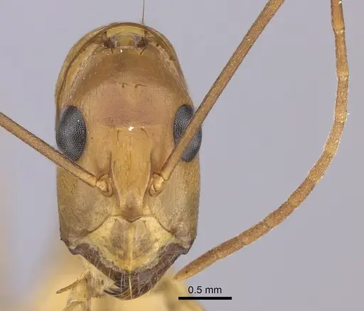 Camponotus maculatus - CASENT0170561