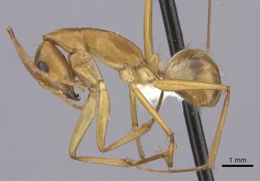 Camponotus maculatus - CASENT0170561