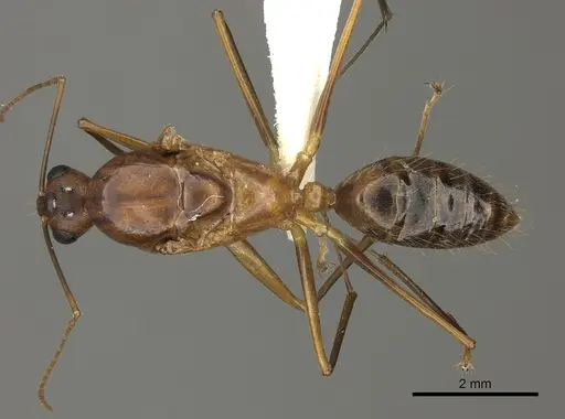 Camponotus maculatus - CASENT0170562