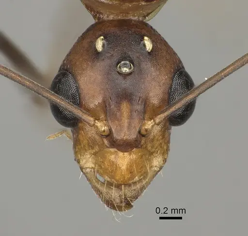 Camponotus maculatus - CASENT0170562