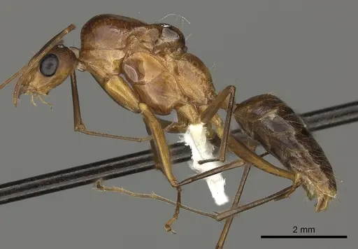Camponotus maculatus - CASENT0170562