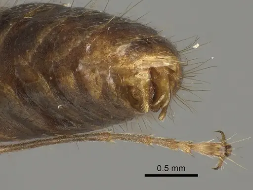 Camponotus maculatus - CASENT0170562