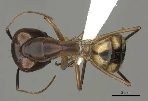 Camponotus maculatus - CASENT0170563