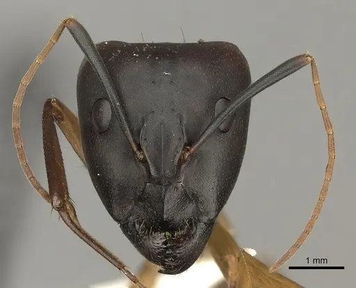 Camponotus maculatus - CASENT0170563