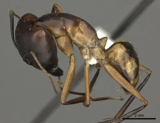 Camponotus maculatus - CASENT0170563