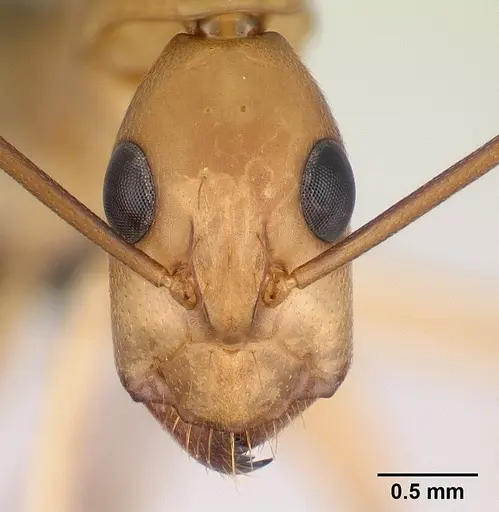 Camponotus maculatus - CASENT0179509