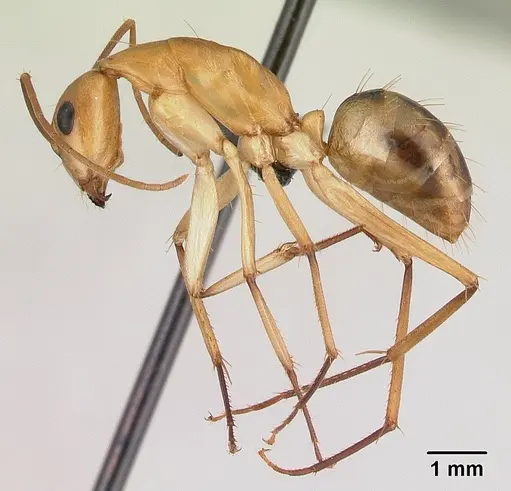 Camponotus maculatus - CASENT0179509