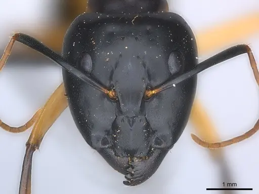 Camponotus maculatus - CASENT0217354