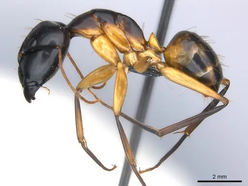 Camponotus maculatus - CASENT0217354