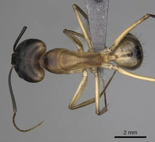 Camponotus maculatus - CASENT0263900