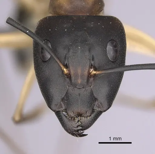 Camponotus maculatus - CASENT0263900