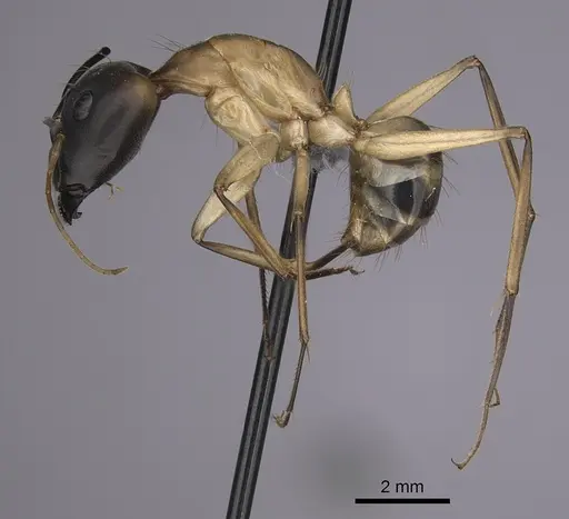 Camponotus maculatus - CASENT0263900